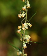 IMG_1303