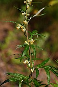 IMG_1305