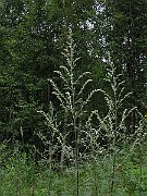 IMG_5086