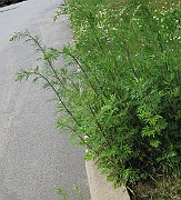IMG_7147
