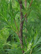 IMG_7150