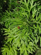 IMG_7151