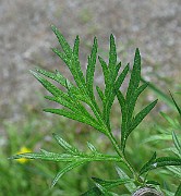 IMG_7154