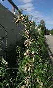 IMG_7432