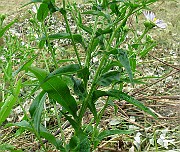 IMG_5853b