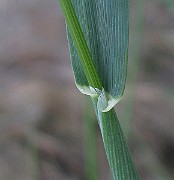 IMG_2368