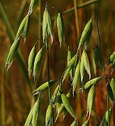 IMG_6445