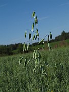 IMG_9424