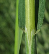 IMG_9425