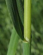 IMG_9426