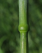 IMG_9427