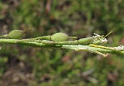 IMG_7151