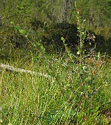 IMG_4048
