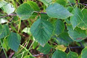 IMG_6550