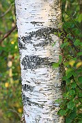 IMG_6551