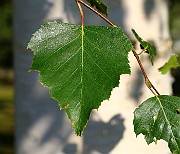 IMG_7027
