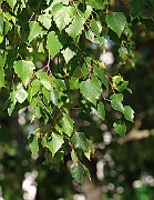 IMG_7029