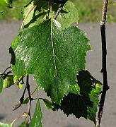 IMG_7260