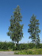 IMG_8742
