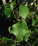 IMG_4337