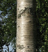 IMG_4390