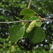IMG_6590