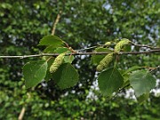 IMG_6590b