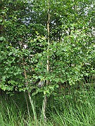 IMG_6591