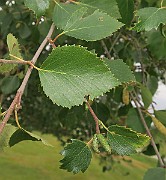 IMG_7235