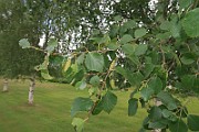 IMG_7236