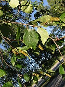 IMG_7264