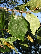 IMG_7264b