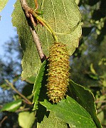 IMG_7264c