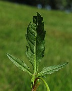 IMG_4439