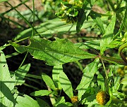 IMG_4440