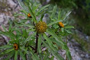 IMG_5781