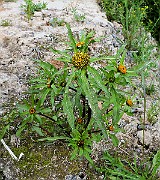 IMG_5783