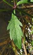 IMG_4431