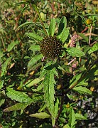 IMG_9858