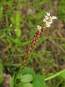 IMG_6503