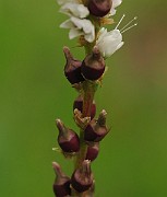 IMG_6504