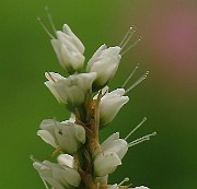 IMG_6505b