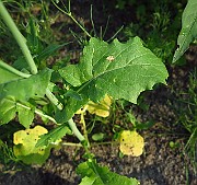 IMG_1690