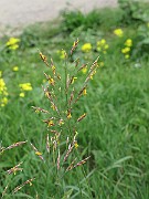 IMG_7401