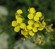 IMG_7300