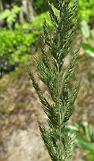 IMG_2478b