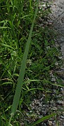 IMG_2485