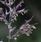 IMG_5307