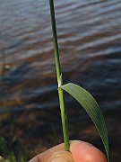 IMG_8231