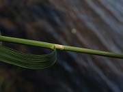 IMG_8233